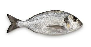 Sea bream 509